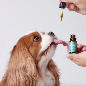 Candid Tails CBD 350-1000mg laia spektriga kanepiõli koertele